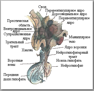 Гипоталамо-гипофизарная система. (ГГС) - student2.ru