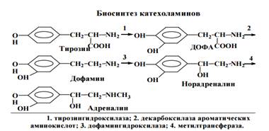 Гипоталамо-гипофизарные гормоны - student2.ru
