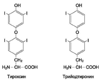 Гипоталамустың либерриндері мен статиндері. Химиялық табиғаты және биологиялық мәні. - student2.ru