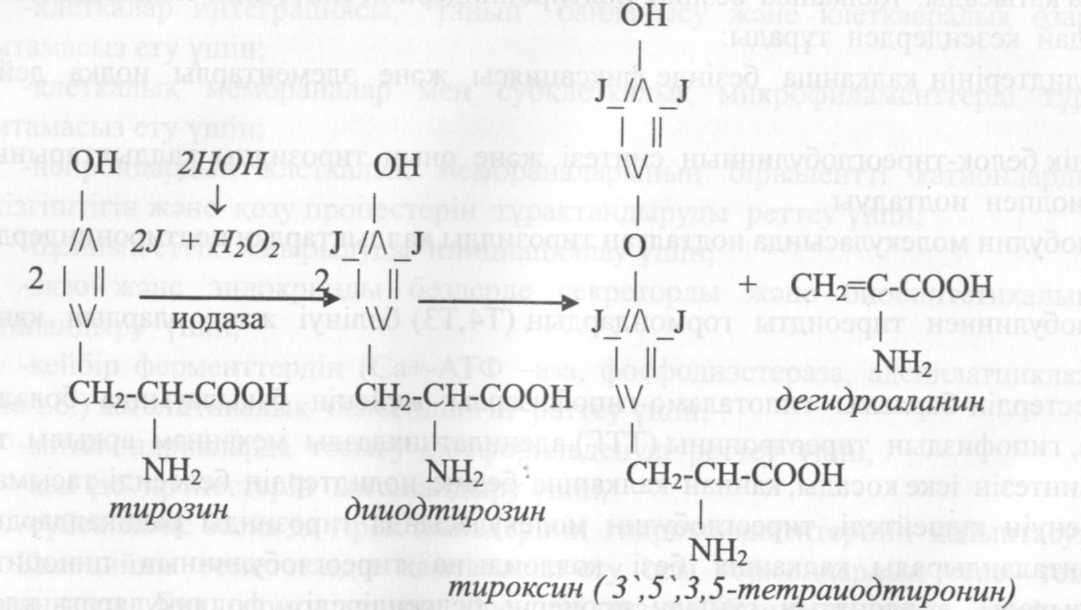 Гипоталамустың либерриндері мен статиндері. Химиялық табиғаты және биологиялық мәні. - student2.ru