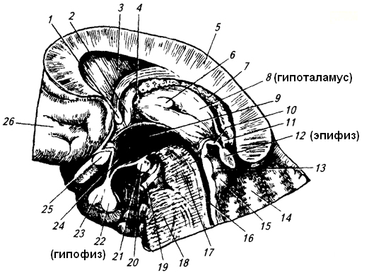 гипотоламус, гипофиз, эпифиз - student2.ru