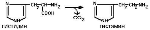 Гистидиндекарбоксилаза - student2.ru