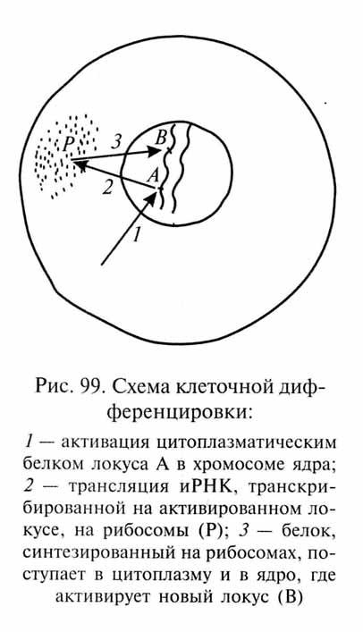 глава 1. индивидуальное развитие и эволюция - student2.ru