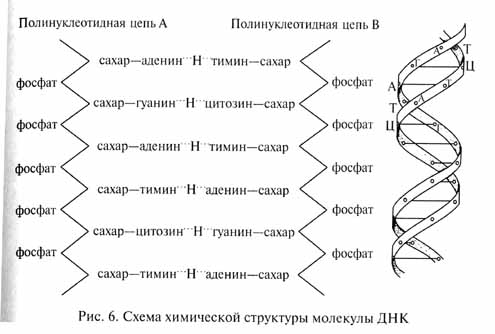 глава 1. элементарные предпосылки эволюционного процесса: формы изменчивости организмов - student2.ru