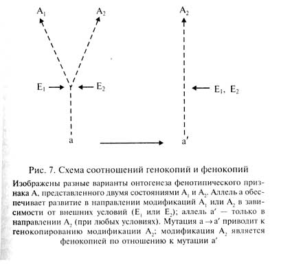 глава 1. элементарные предпосылки эволюционного процесса: формы изменчивости организмов - student2.ru