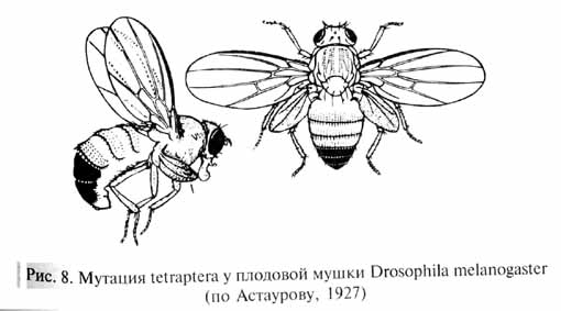 глава 1. элементарные предпосылки эволюционного процесса: формы изменчивости организмов - student2.ru