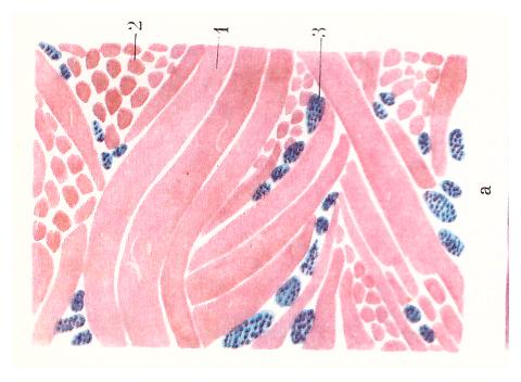 Собственно соединительные ткани - student2.ru