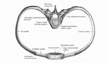 глава 2. суставы грудной клетки - student2.ru