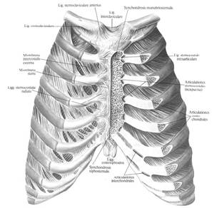 глава 2. суставы грудной клетки - student2.ru