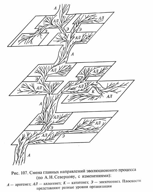 глава 3. направления макроэволюции и проблема ее направленности - student2.ru