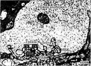 Глава 3. СТРОЕНИЕ ГЛАЗНОГО ЯБЛОКА. 12,5 мкм. Функция микроворсинок пока не­известна - student2.ru