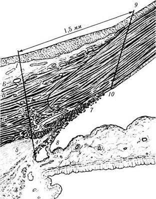 глава 3. строение глазного яблока 5 страница - student2.ru