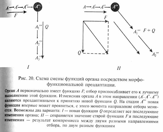 глава 5. развитие приспособлений - student2.ru