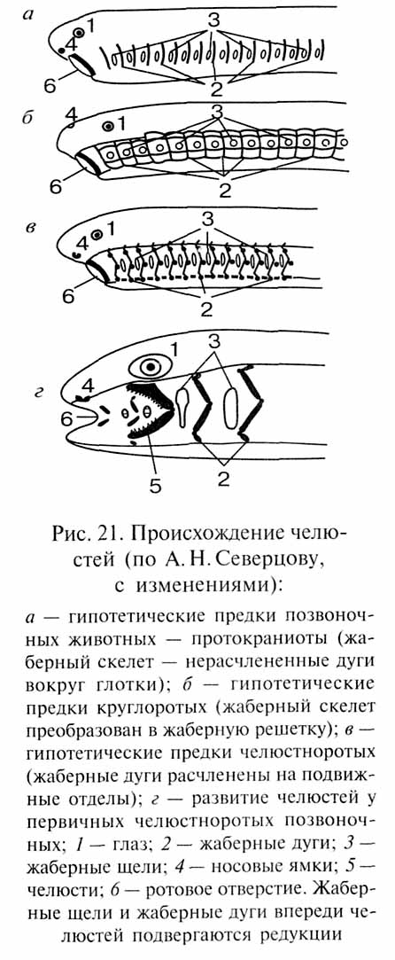 глава 5. развитие приспособлений - student2.ru