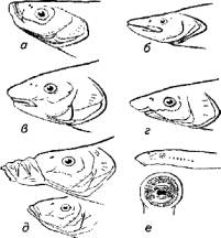 глава 9. морфофункциональные особенности системы пищеварения рыб - student2.ru