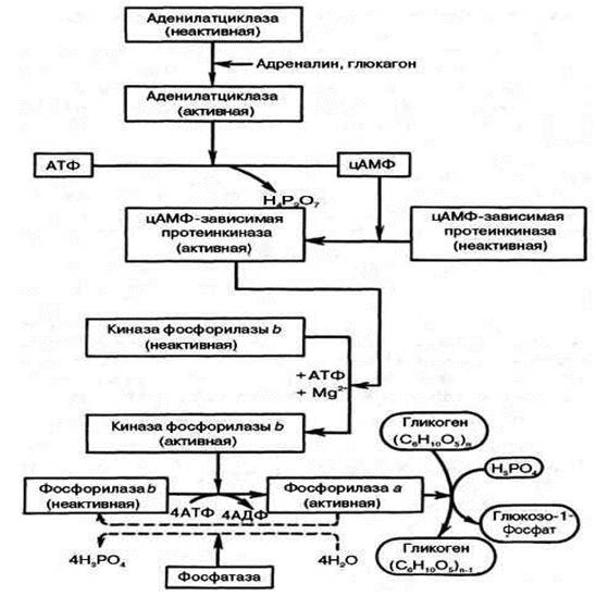 Гликогенолиз. Ход процесса. Механизмы регуляции. Биологическая роль - student2.ru