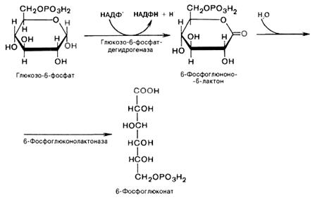 Глюкозо-6-фосфатдегидрогеназы - student2.ru