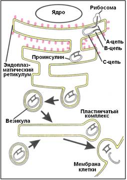 Гормонально-цитокиновый контур регуляции метаболизма - student2.ru