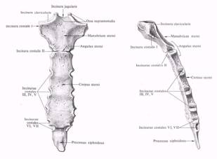 Грудина. Грудина - непарная кость удлиненной формы с несколько выпуклой передней поверхностью и соответственно вогнутой задней поверхностью - student2.ru