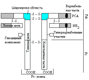 Гуморальные факторы неспецифической защиты - student2.ru