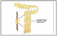 Hershey and Chase: the role of DNA on the T2 phage life cycle - student2.ru