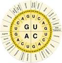 Hershey and Chase: the role of DNA on the T2 phage life cycle - student2.ru