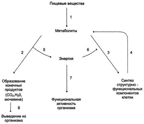 I. биологическое окисление - student2.ru