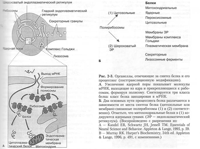 Связь с клиникой: переливание крови и пересадка тканей - student2.ru