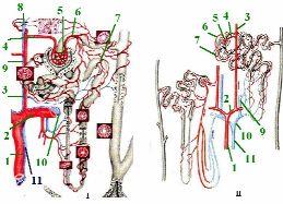 I. Локализация частей нефронов: сходство и различия - student2.ru