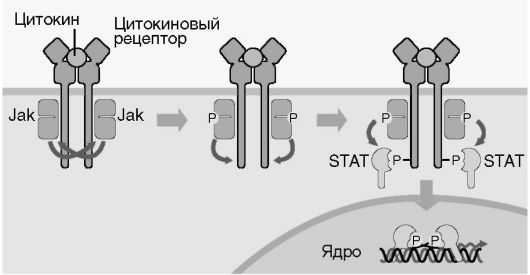 I. Оценка клеток-продуцентов. - student2.ru