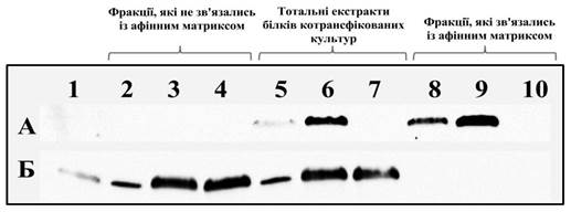 Ідентифікація взаємодії між лізил-тРНК-синтетазою та білком NPRL2 - student2.ru