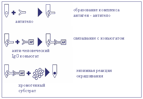 ІФА з метою виявлення анти-HBsAg антитіл - student2.ru