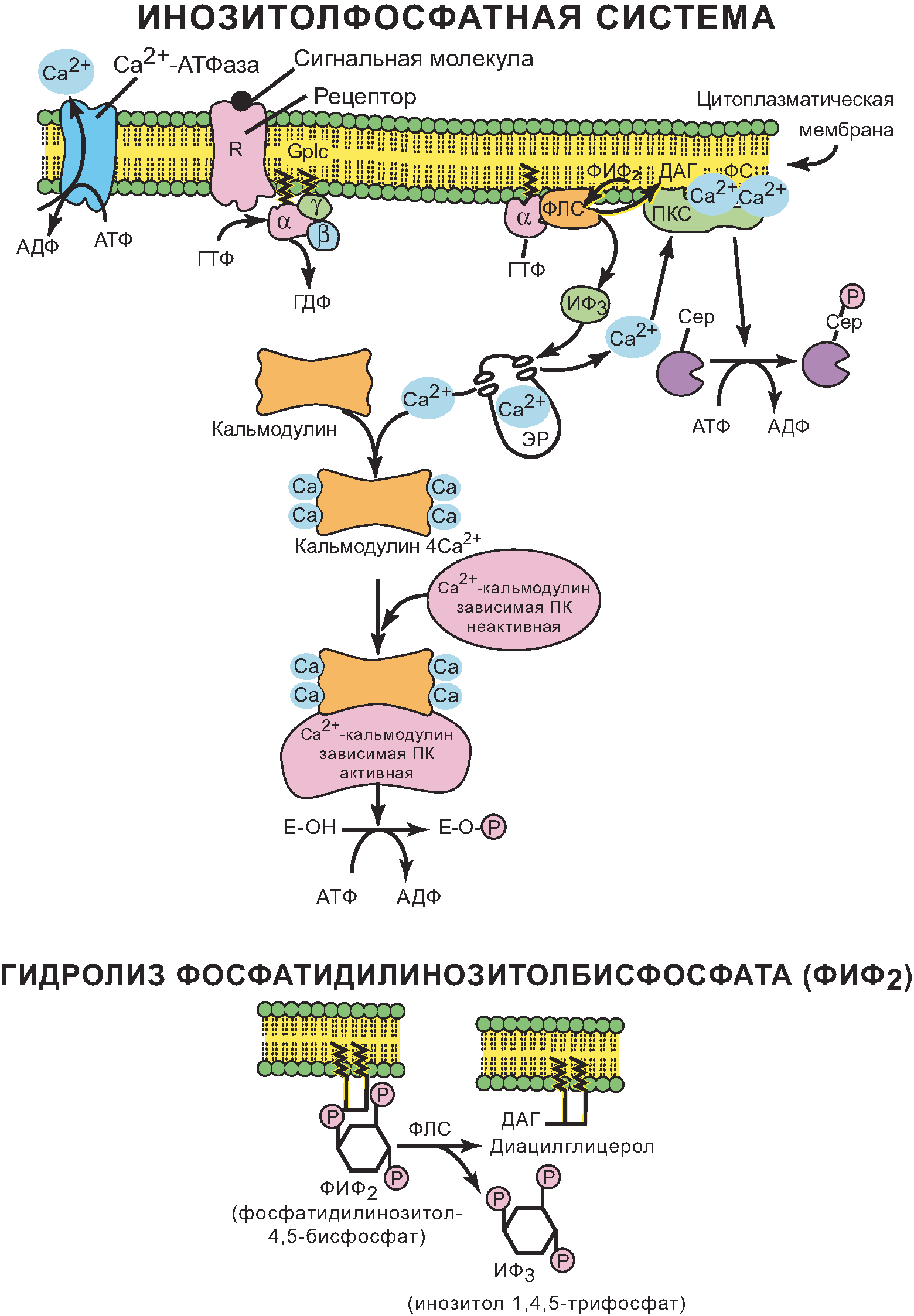 Инозитофосфатная система - student2.ru