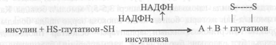 Инсулин химиялық табиғаты және алмасу процестерін реттеуде әсер ету механизмі. - student2.ru