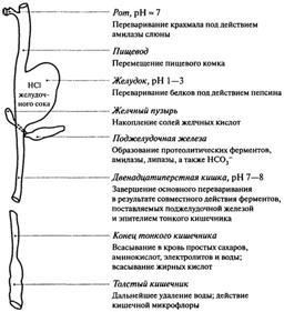 Интенсивность дыхания как интегральный показатель физиологического состояния биологического сырья. - student2.ru