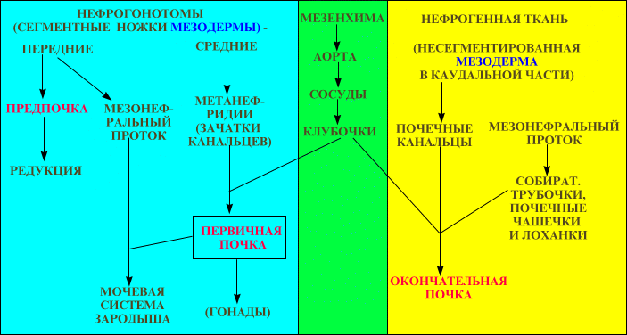 Интерстициальные клетки почек - student2.ru