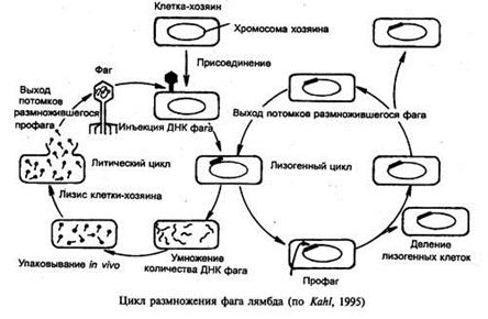 Использование интеркалирующих агентов. - student2.ru