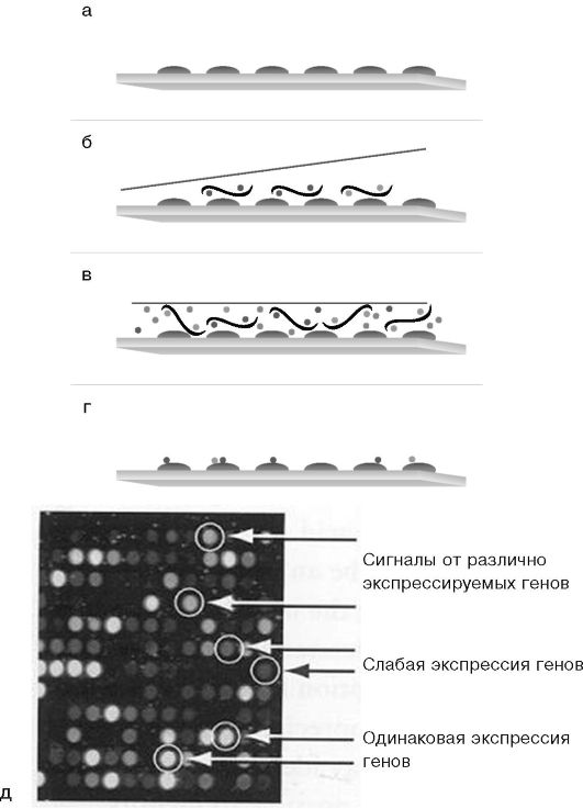 исследование экспрессии генов методом микрочипов - student2.ru