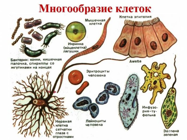 История развития клеточной теории. - student2.ru