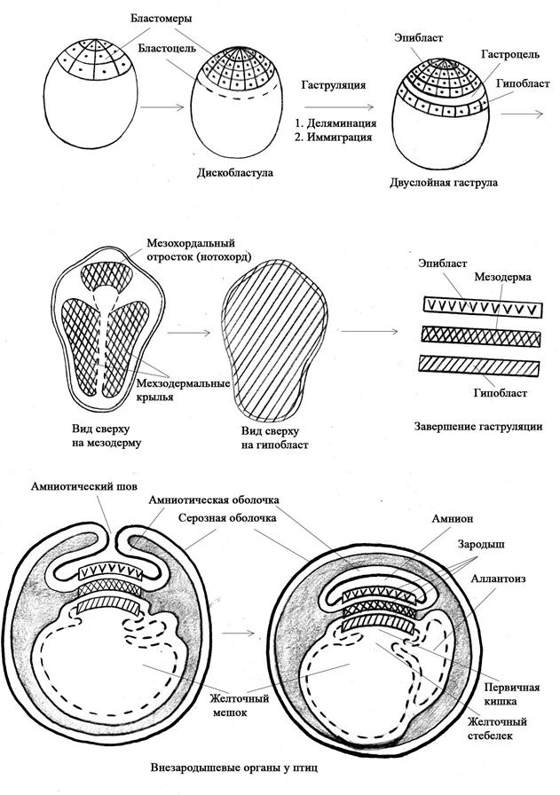 IV. 3.Характеристика эмбрионального развития птиц - student2.ru