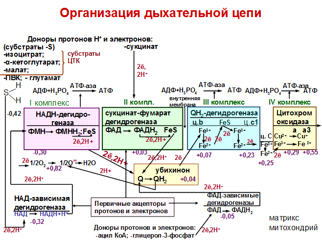 IV комплекс- цитохромоксидаза - student2.ru