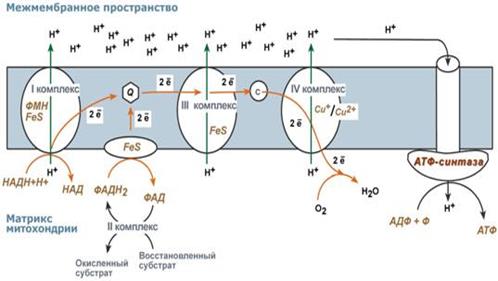 IV комплекс- цитохромоксидаза - student2.ru