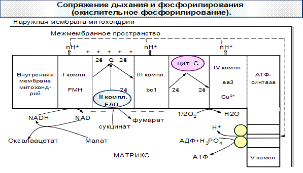 IV комплекс- цитохромоксидаза - student2.ru