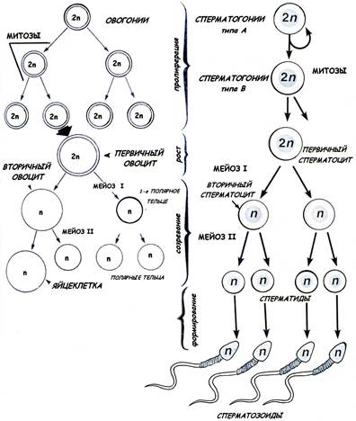IY. Фаза формирования (спермиогенез) - student2.ru