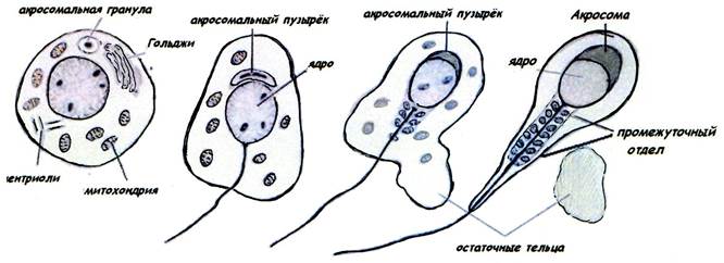 IY. Фаза формирования (спермиогенез) - student2.ru