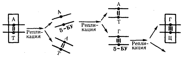 Изменения нуклеотидных последовательностей ДНК - student2.ru