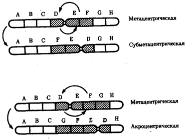 Изменения структурной организации хромосом. Хромосомные мутации - student2.ru