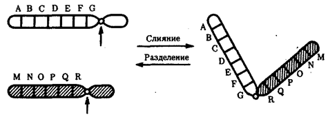 Изменения структурной организации хромосом. Хромосомные мутации - student2.ru