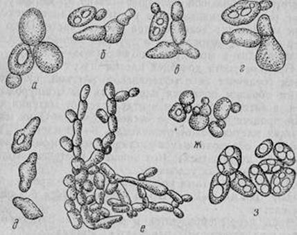 Изучение морфологии микроскопических грибов. Приготовление препарата живых дрожжей - student2.ru