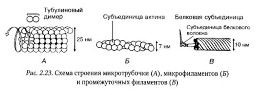 Каркасно-двигательная система и ее биологическое значение - student2.ru